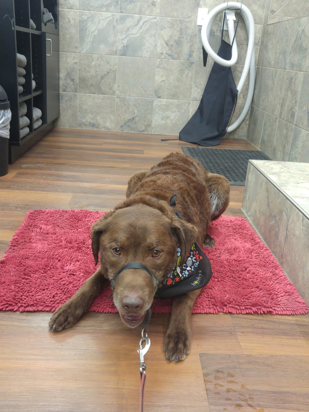 Bosleys by Pet Valu | 1982 Kane Rd, Kelowna, BC V1V 2E5, Canada | Phone: (250) 868-0586