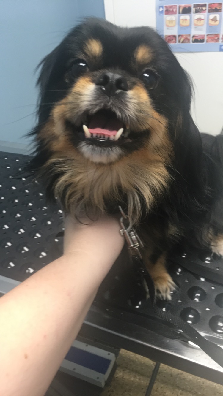 Caradoc Animal Clinic | 84 Caradoc St S, Strathroy, ON N7G 2N8, Canada | Phone: (519) 245-1001