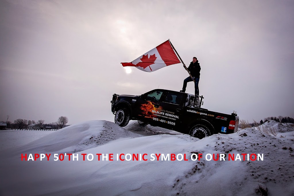 Niagaras Humane Wildlife Removal | 52 Pine Street South, Thorold, ON L2V 3L4, Canada | Phone: (905) 401-9505