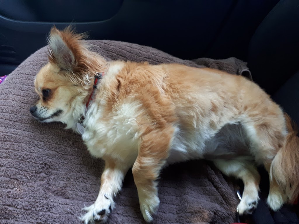 Queensway Veterinary Hospital | 415 Queensway West, Simcoe, ON N3Y 2N4, Canada | Phone: (519) 428-2630