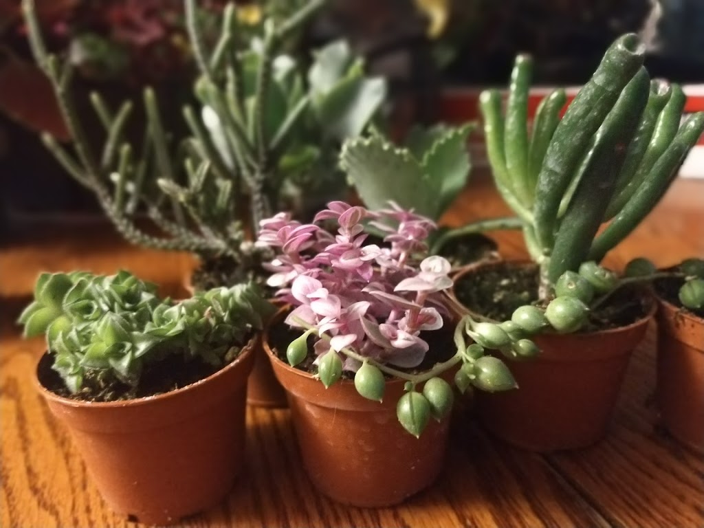 Mariposa Greenhouses | 3705 Koochin Rd, Grand Forks, BC V0H 1H2, Canada | Phone: (250) 442-5240