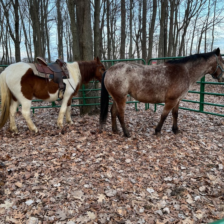 Horseshoe Ranch | 567 Charlotteville Rd 1, St Williams, ON N0E 1P0, Canada | Phone: (226) 228-3536