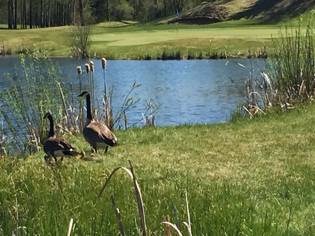 Cougar Creek Golf Resort | 2519 AB-16, Carvel, AB T0E 0H0, Canada | Phone: (780) 892-4545