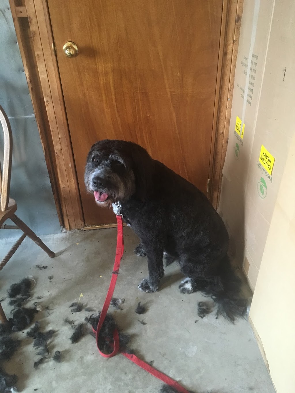 Lorraine’s Dog Grooming | 72 Celtic Dr, Caledonia, ON N3W 2N6, Canada | Phone: (905) 928-4315