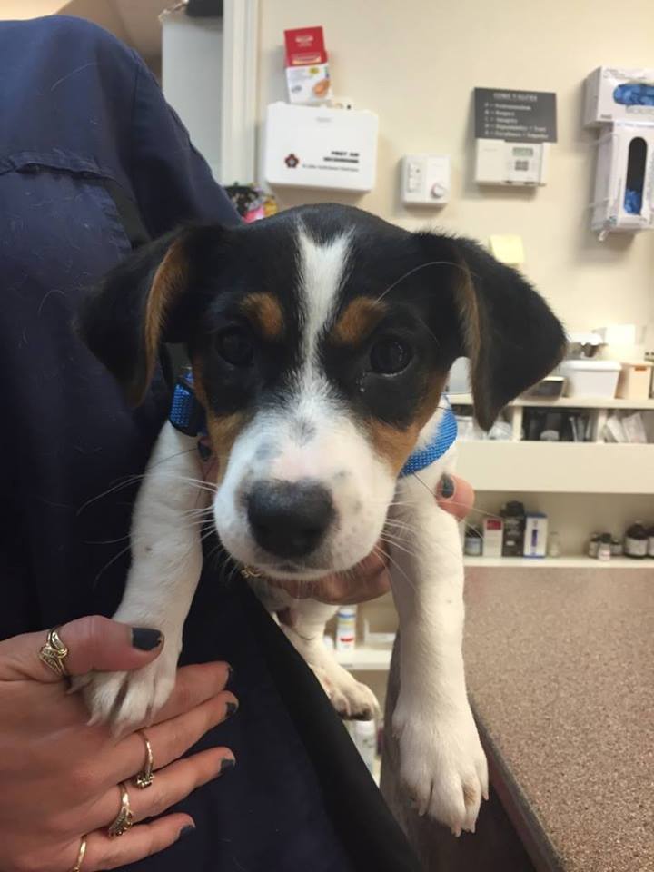 PetFocus Eastern Shore Veterinary Hospital | 5228 Highway 7, Porters Lake, NS B3E 1J8, Canada | Phone: (902) 827-4257