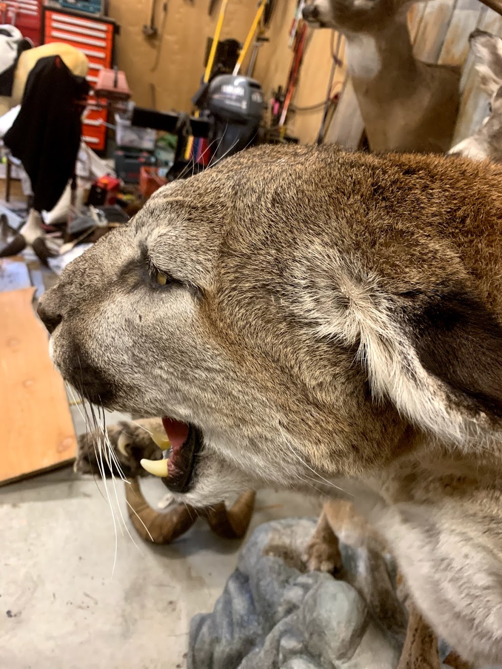 Bear Paw Taxidermy Studios | 11324 Larsen St, Mission, BC V4S 1L1, Canada | Phone: (604) 220-4277