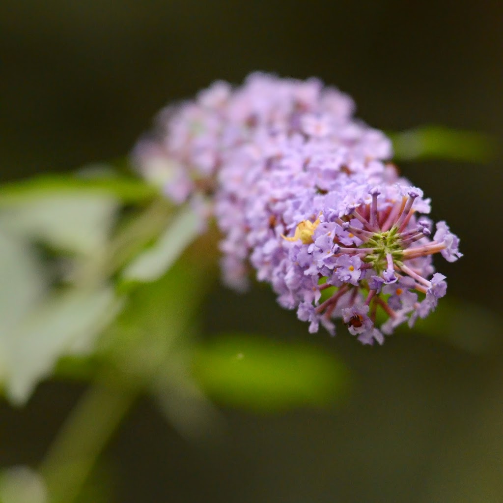 Sunshine Coast Flowers | 1334 Chaster Rd, Gibsons, BC V0N 1V5, Canada | Phone: (604) 740-6189