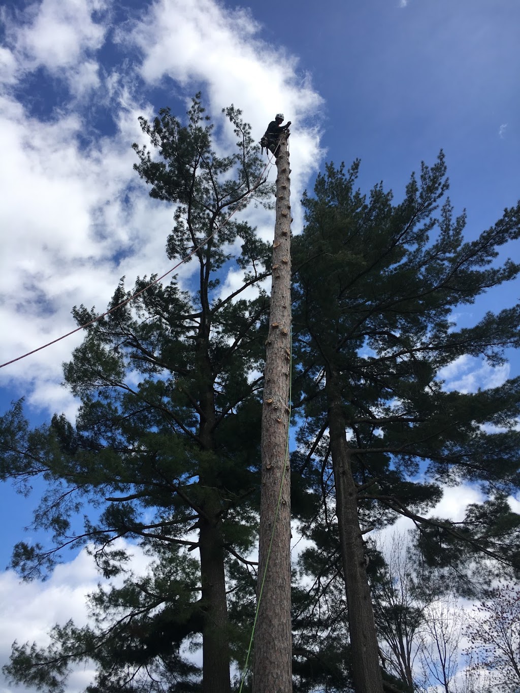 Arborist Tree Service | 1709 Beachburg Rd, Beachburg, ON K0J 1C0, Canada | Phone: (613) 639-4804