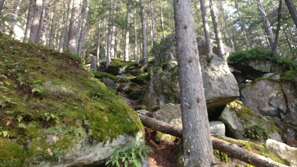 Parc de la forêt ancienne du Mont Wright 18 Chemin de l'Escalade