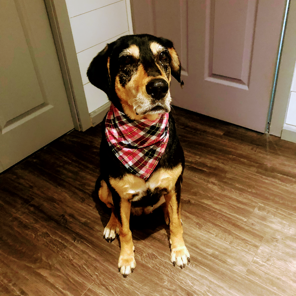 Chelsie Bows For Paws Dog Grooming Services | 5900 Jinkerson Rd, Chilliwack, BC V2R 0B2, Canada | Phone: (778) 322-4903