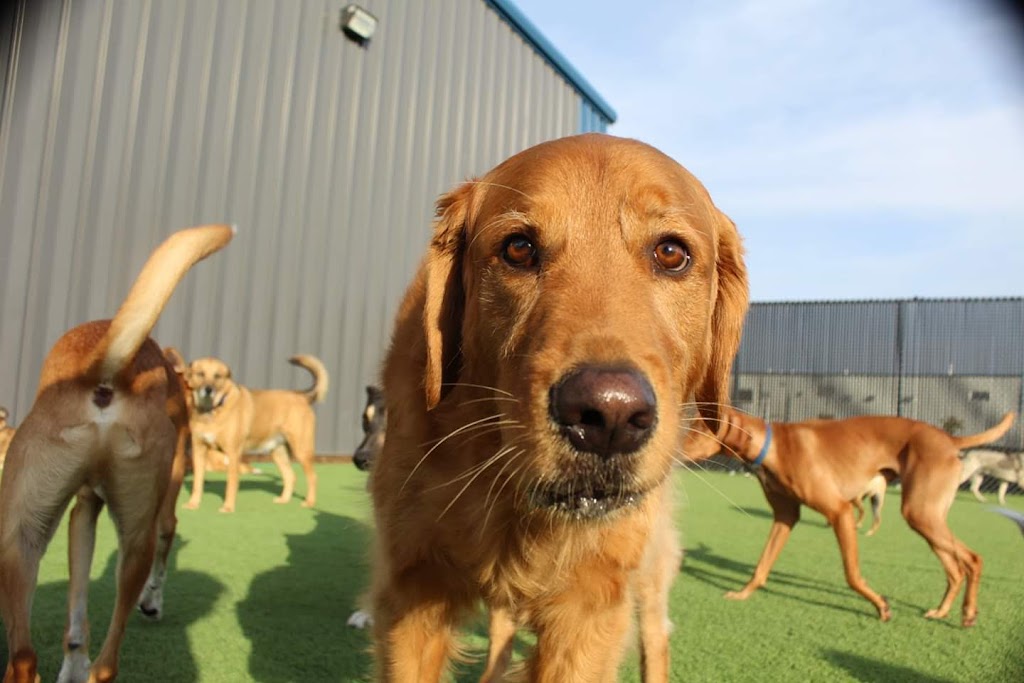 Happy Tails Pet Resort & Spa | 141 Samborski Dr, Oak Bluff, MB R4G 0B3, Canada | Phone: (204) 219-4070