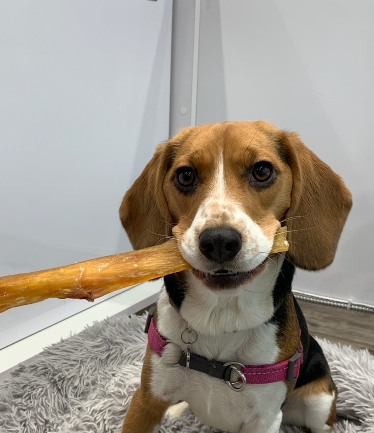 Bone & Biscuit | 9676 142 St NW, Edmonton, AB T5N 4B2, Canada | Phone: (780) 250-2663