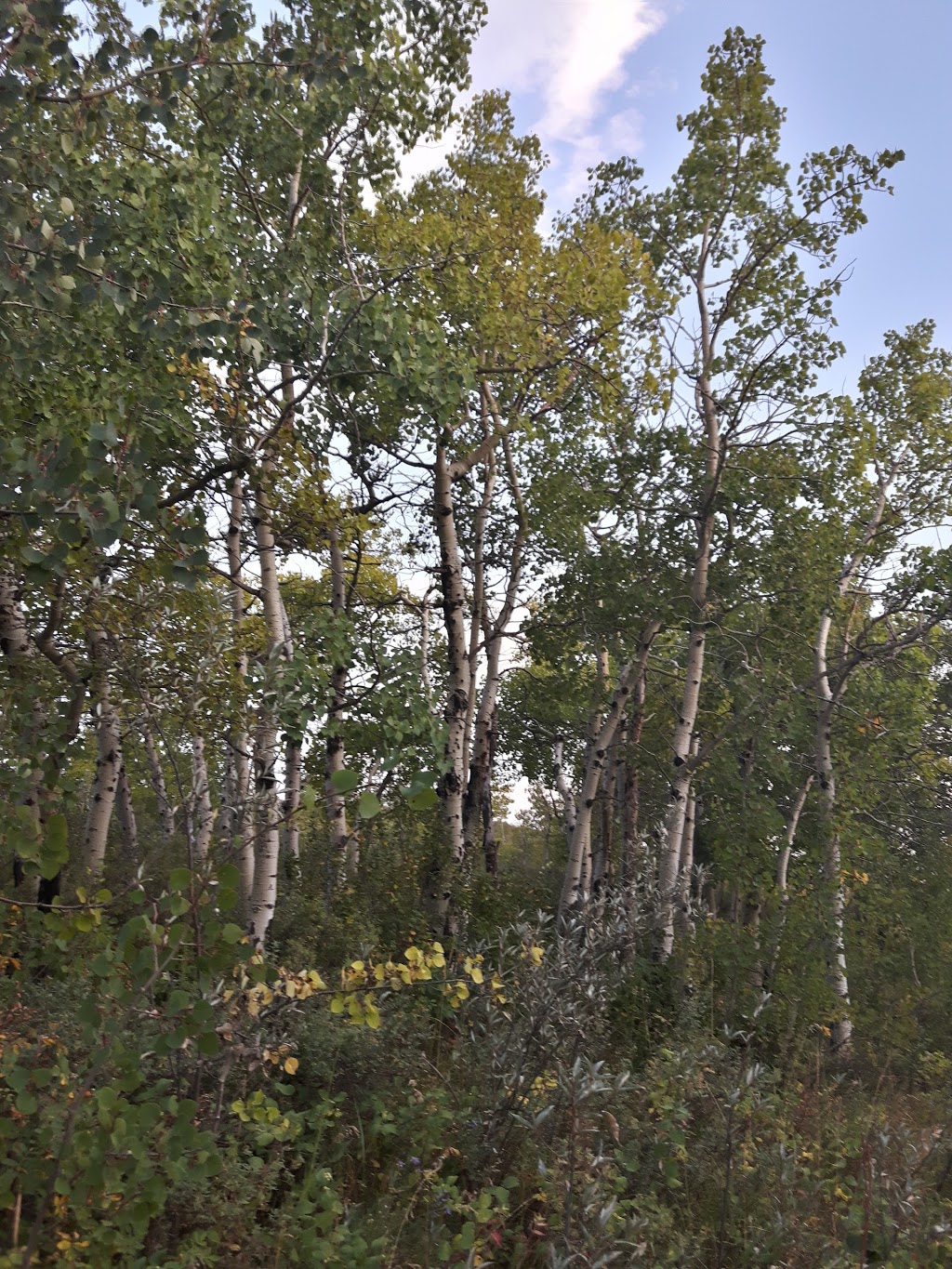Glenbow Ranch Provincial Park | 255001 Glenbow Rd, Cochrane, AB T4C 0B7, Canada | Phone: (403) 851-9053
