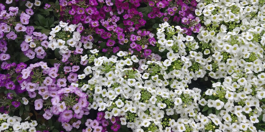 Sunrise Gardens | 3605 Lapeer Rd, Port Huron, MI 48060, USA | Phone: (810) 985-3531