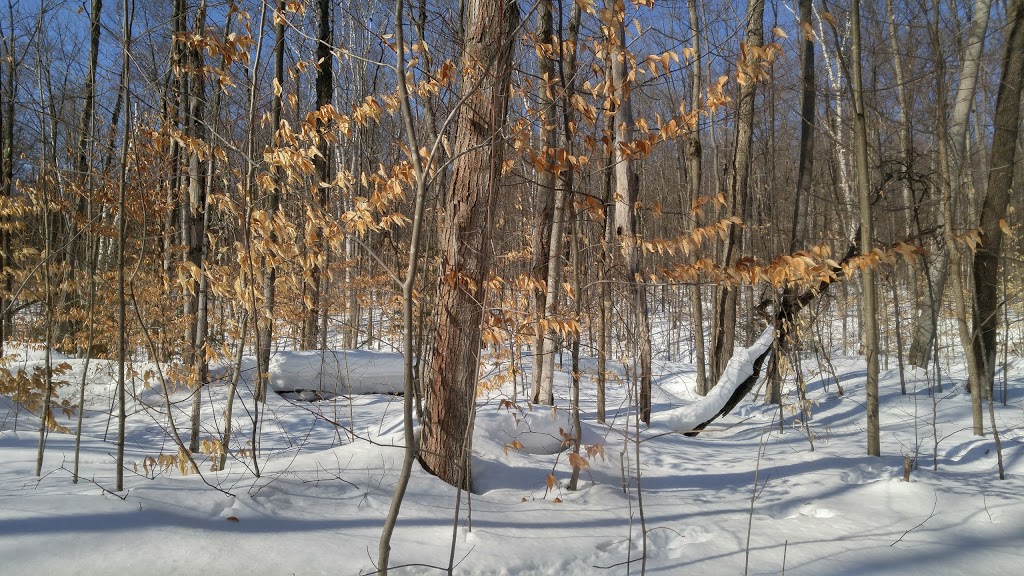 Scout Valley Loop Trail | Old Barrie Rd E, Orillia, ON L0K 2G0, Canada | Phone: (705) 726-9300