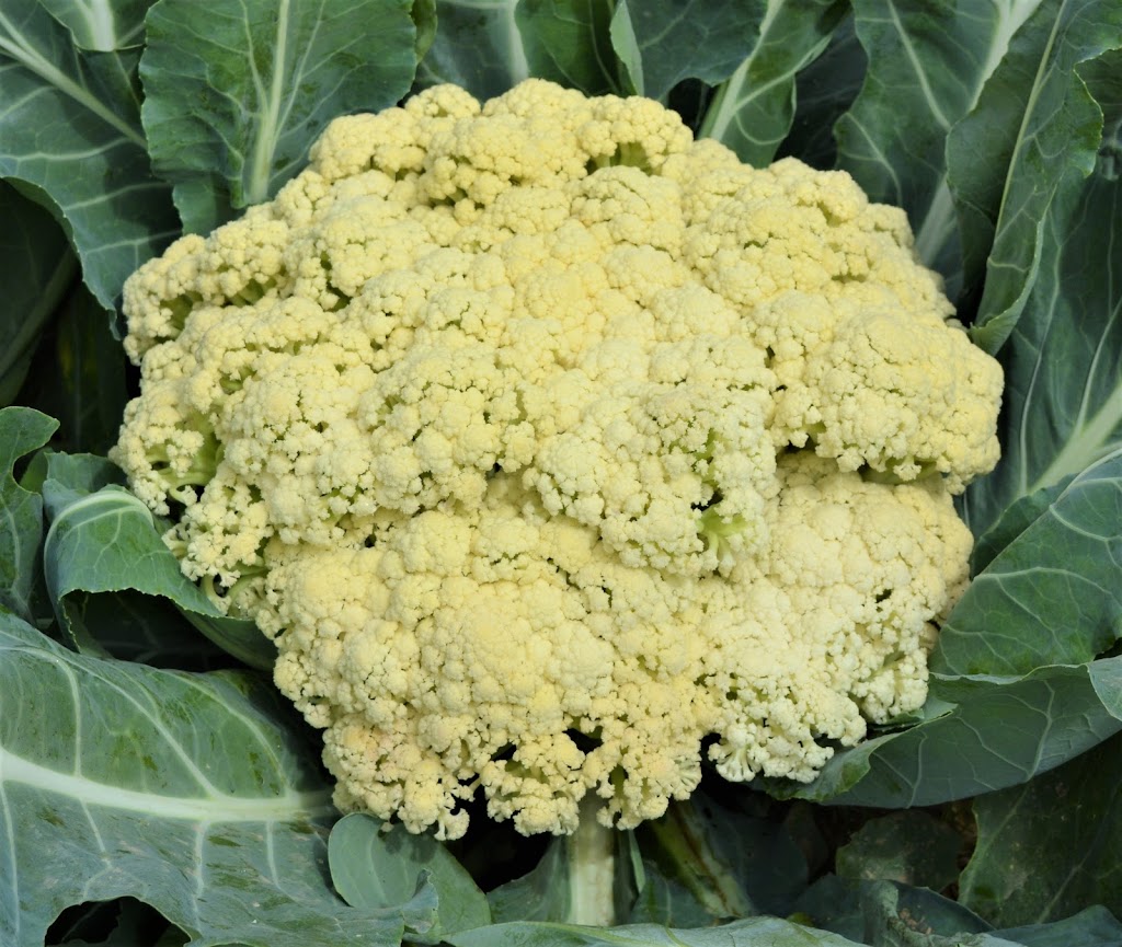 AgroHaitai Ltd. | 2764 Governors Rd, Lynden, ON L0R 1T0, Canada | Phone: (519) 647-2280