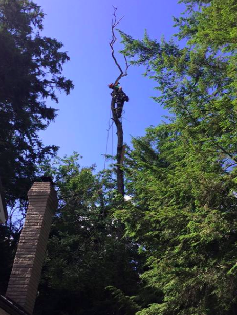 Hilltop Tree Care | 112 Guelph St, Georgetown, ON L7G 4T1, Canada | Phone: (905) 877-5279