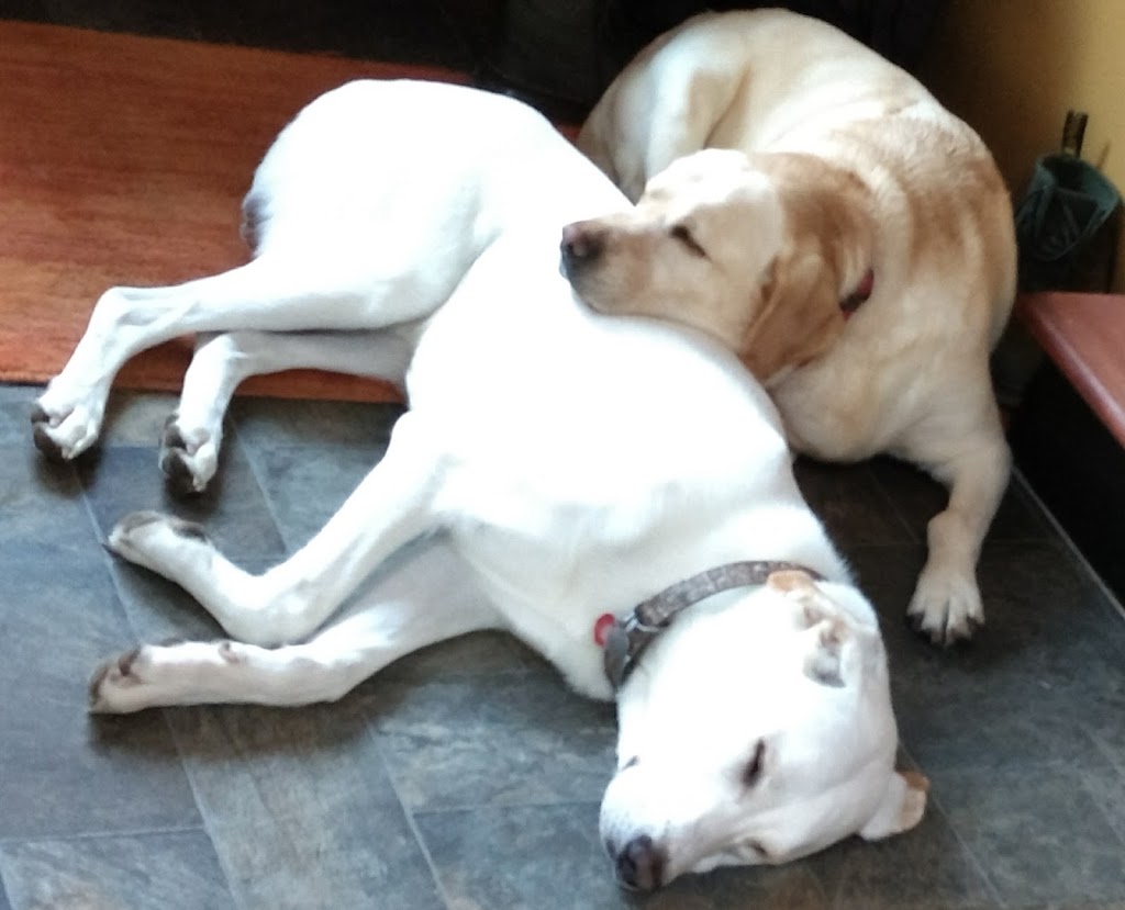 Happy Dance Dog Walking and Pet Sitting | 9848 Union Rd, Shedden, ON N0L 2E0, Canada | Phone: (226) 700-7209