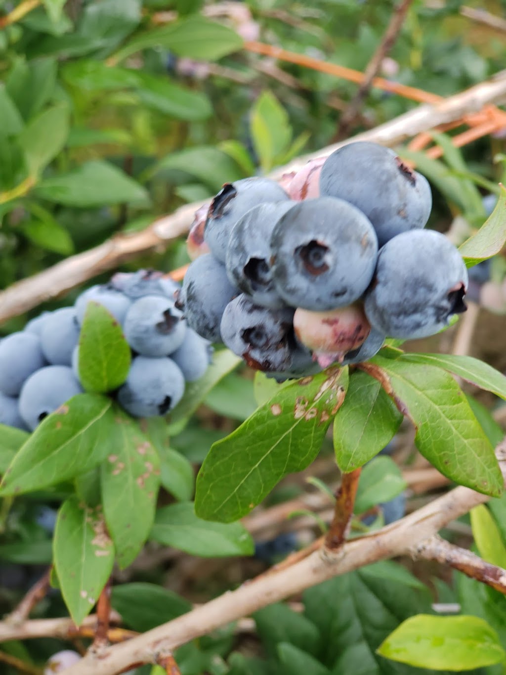 Bleuetière Bec Bleu | 4510 Chemin Orr, Cookshire-Eaton, QC J0B 1M0, Canada | Phone: (819) 861-2538
