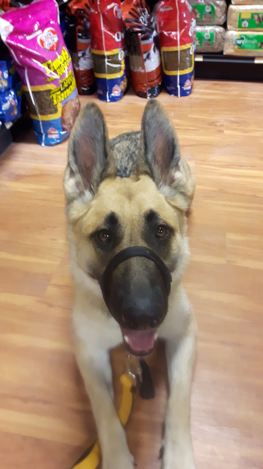 Pet Valu | 1535 ON-7A, Port Perry, ON L9L 1B5, Canada | Phone: (905) 985-3223