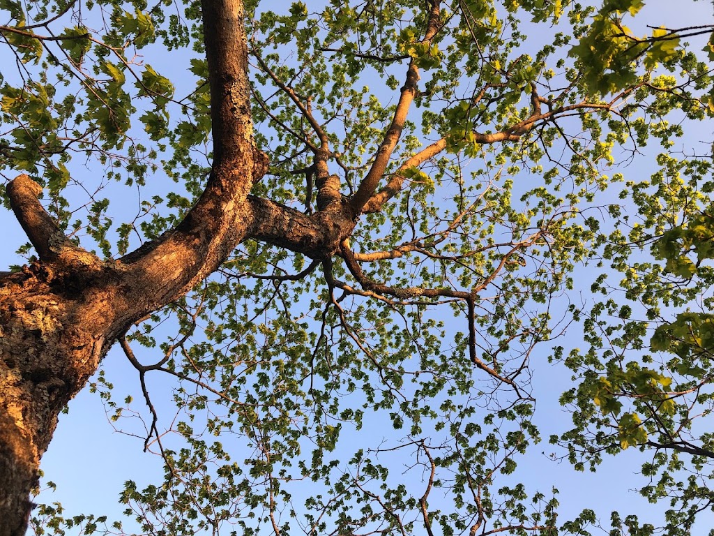 arboriculture nootka | 2815 chemin des laurentides, Sainte-Julienne, QC J0K 2T0, Canada | Phone: (579) 960-3070