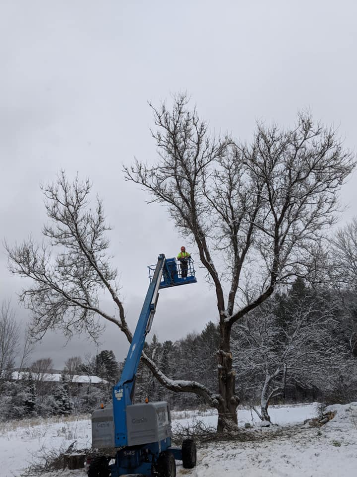 Plunketts Tree Removal Bancroft | 212 McDonald Mine Rd, Bancroft, ON K0L 1C0, Canada | Phone: (613) 334-9383