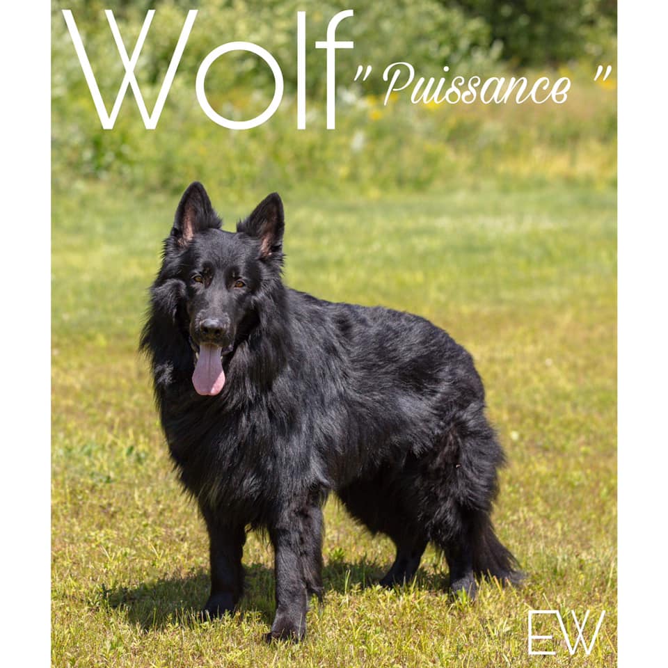 Élevage Berger Allemand Le Wolf | 885 QC-212, Cookshire-Eaton, QC J0B 1M0, Canada | Phone: (819) 620-8899