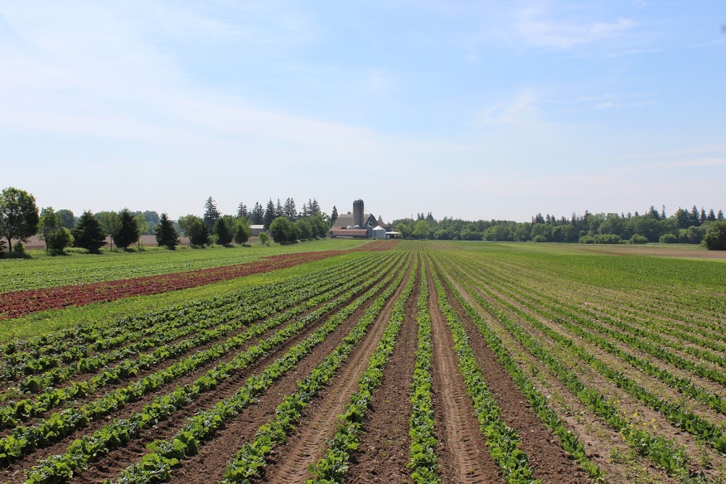 Pfennings Organic Vegetables Inc | 1209 Waterloo Street, New Hamburg, ON N3A 1T1, Canada | Phone: (519) 662-3468