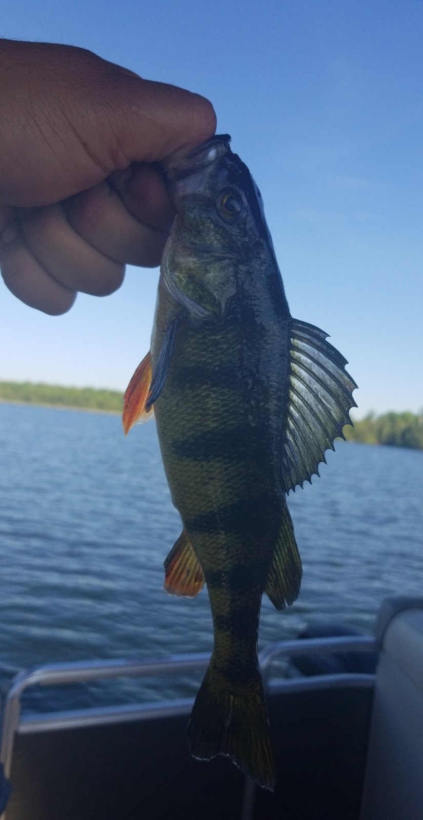 Pickerel Bay | 366 Pickeral Bay, White Lake, ON K0A 3L0, Canada | Phone: (613) 623-3344