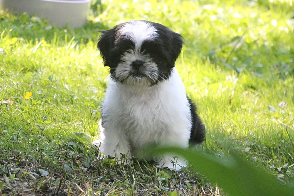 Gracious Shih tzus | 2653 Lakeshore Rd E, Hawkestone, ON L0L 1T0, Canada | Phone: (705) 326-4301