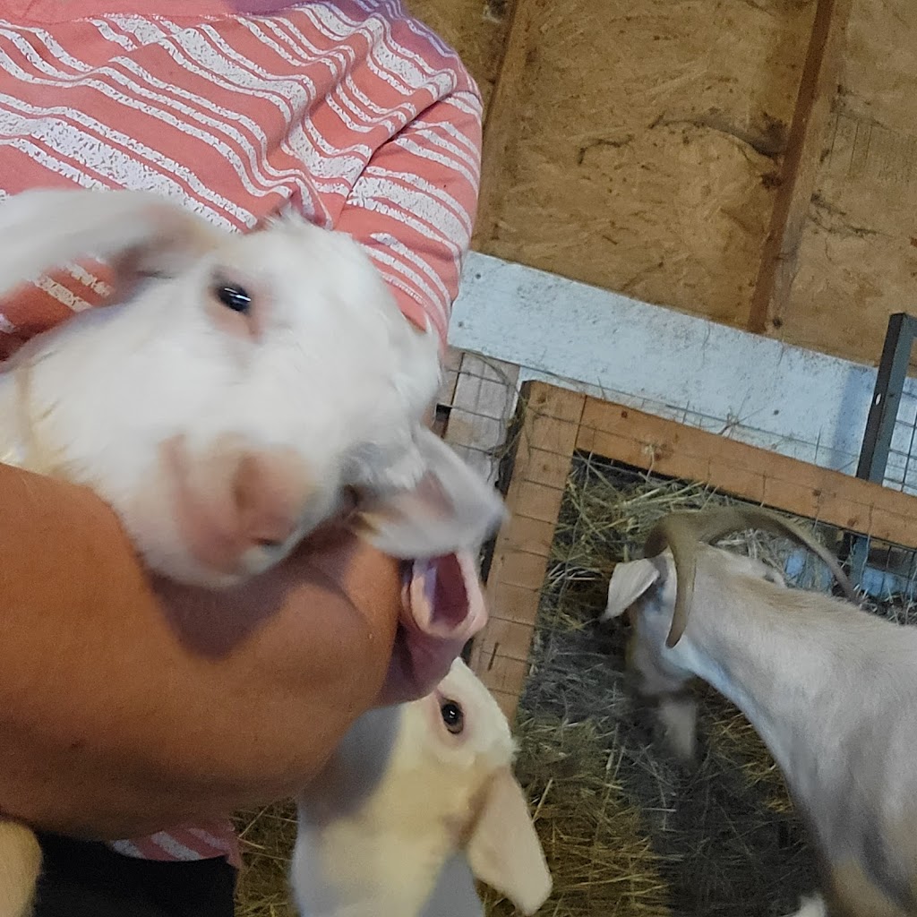 OnceUponA Farm | 722 County Rd 7, Picton, ON K0K 2T0, Canada | Phone: (613) 827-2260