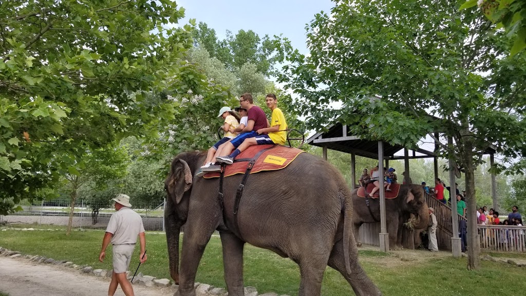 Elephant Round-Up | Flamborough, Hamilton, ON N1R 5S2, Canada