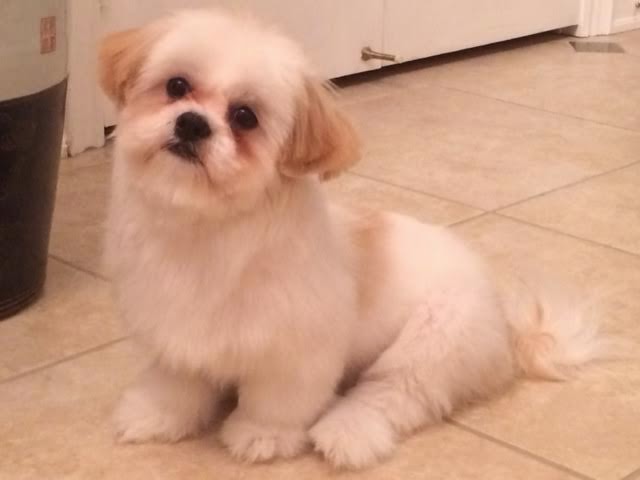 Yonge 16th Animal Hospital | 9218 Yonge St, Richmond Hill, ON L4C 7A2, Canada | Phone: (905) 597-1012