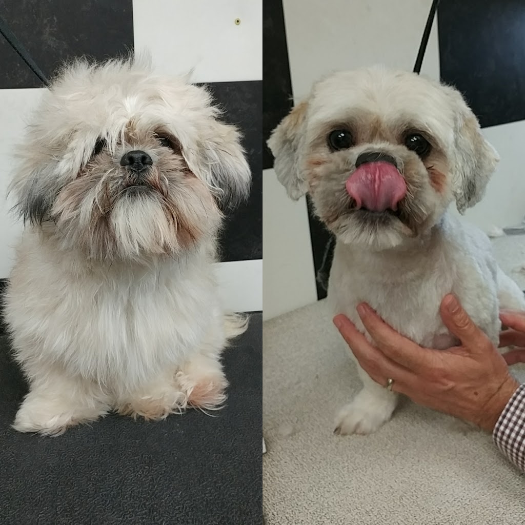 A Pooch Parlour Pet Groomers | 451 Windmill Rd, Dartmouth, NS B3A 1J9, Canada | Phone: (902) 463-5959