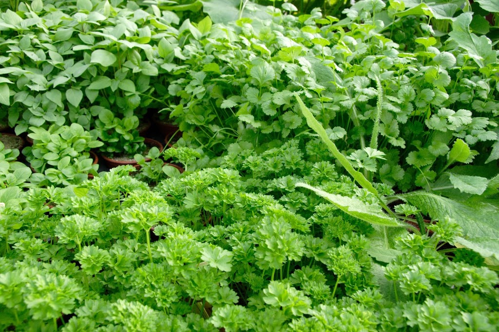 Jaycee Herb Traders Ltd | 21 Airpark Pl, Guelph, ON N1L 1B2, Canada | Phone: (519) 829-3535