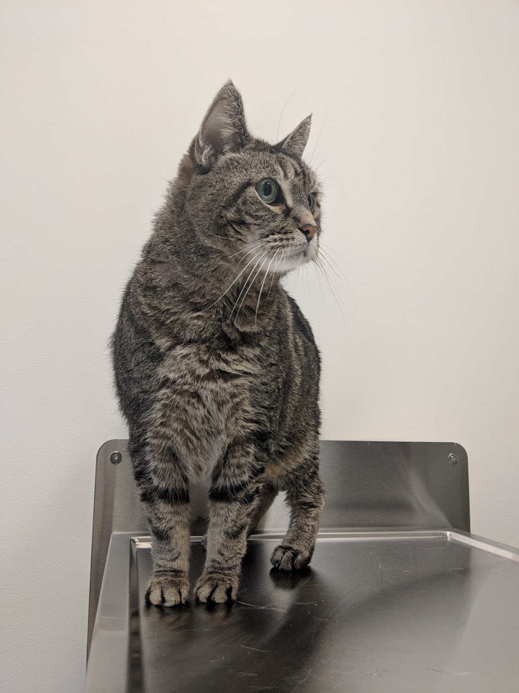 North West Nuclear Med-Animals | 1380 Kootenay St, Vancouver, BC V5K 4R1, Canada | Phone: (604) 734-0015
