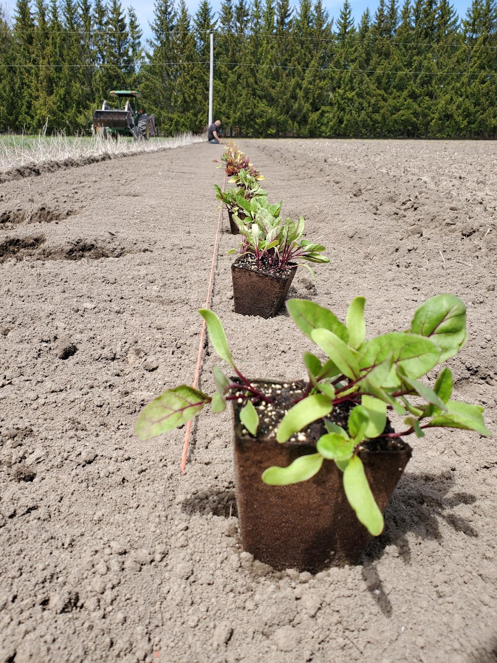 Lytles Organic Vegetables | 5135 Upper Dwyer Hill Rd, Arnprior, ON K7S 3G7, Canada | Phone: (613) 790-0037