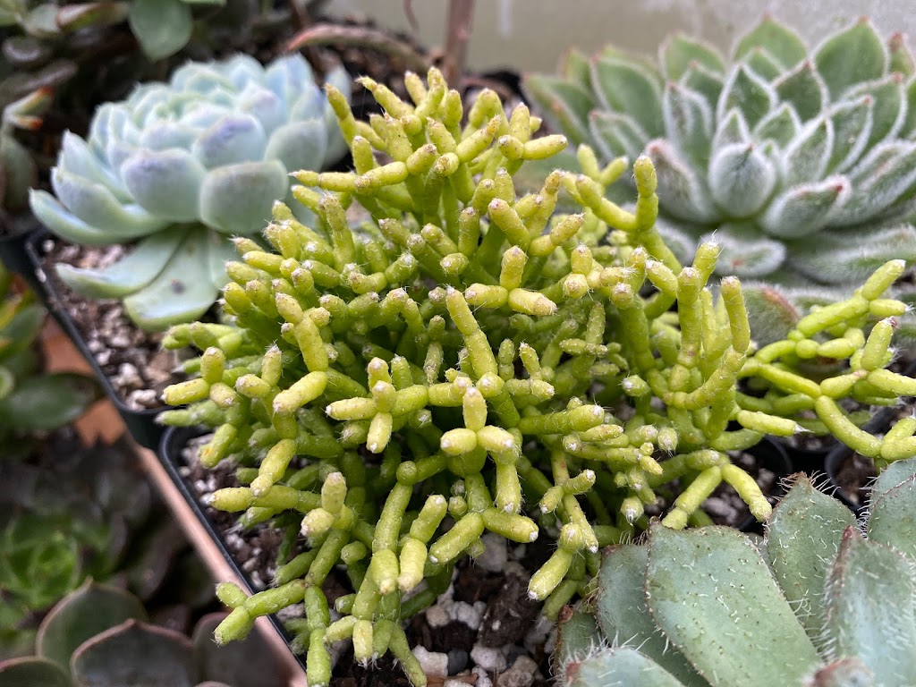 The Planted Farm | Succulents Victoria | 1340 Wain Rd, North Saanich, BC V8L 5V1, Canada | Phone: (250) 893-3547