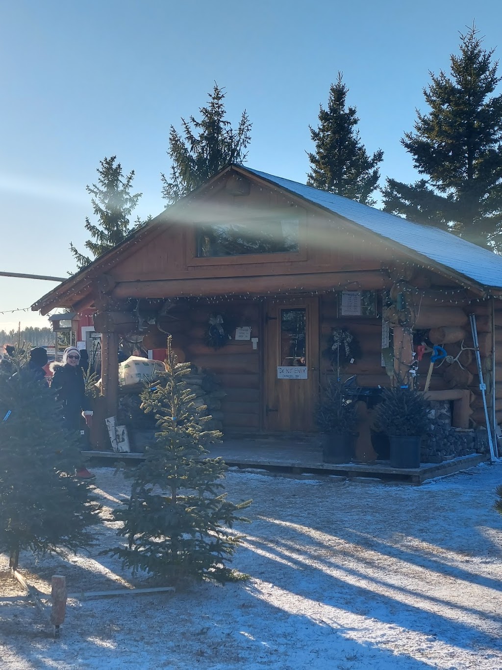 Fir Ever Green Tree Farm | Range Rd 272, Falun, AB T0C 1H0, Canada | Phone: (780) 352-4368