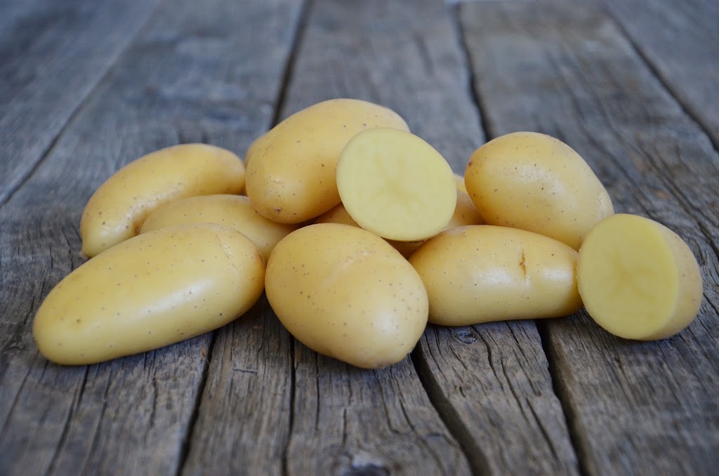 EarthApples Seed Potatoes | 4 Legend Trail, Stony Plain, AB T7Z 0B1, Canada | Phone: (780) 963-6708