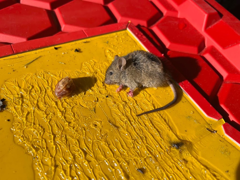LIS PEST CONTROL | 113 Hill Grove Point, Winnipeg, MB R3Y 0M1, Canada | Phone: (431) 276-8888