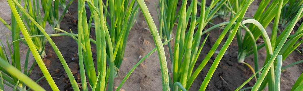 MENs Farming Inc | 264813 Maple Dell Rd, Norwich, ON N0J 1P0, Canada | Phone: (519) 842-7701