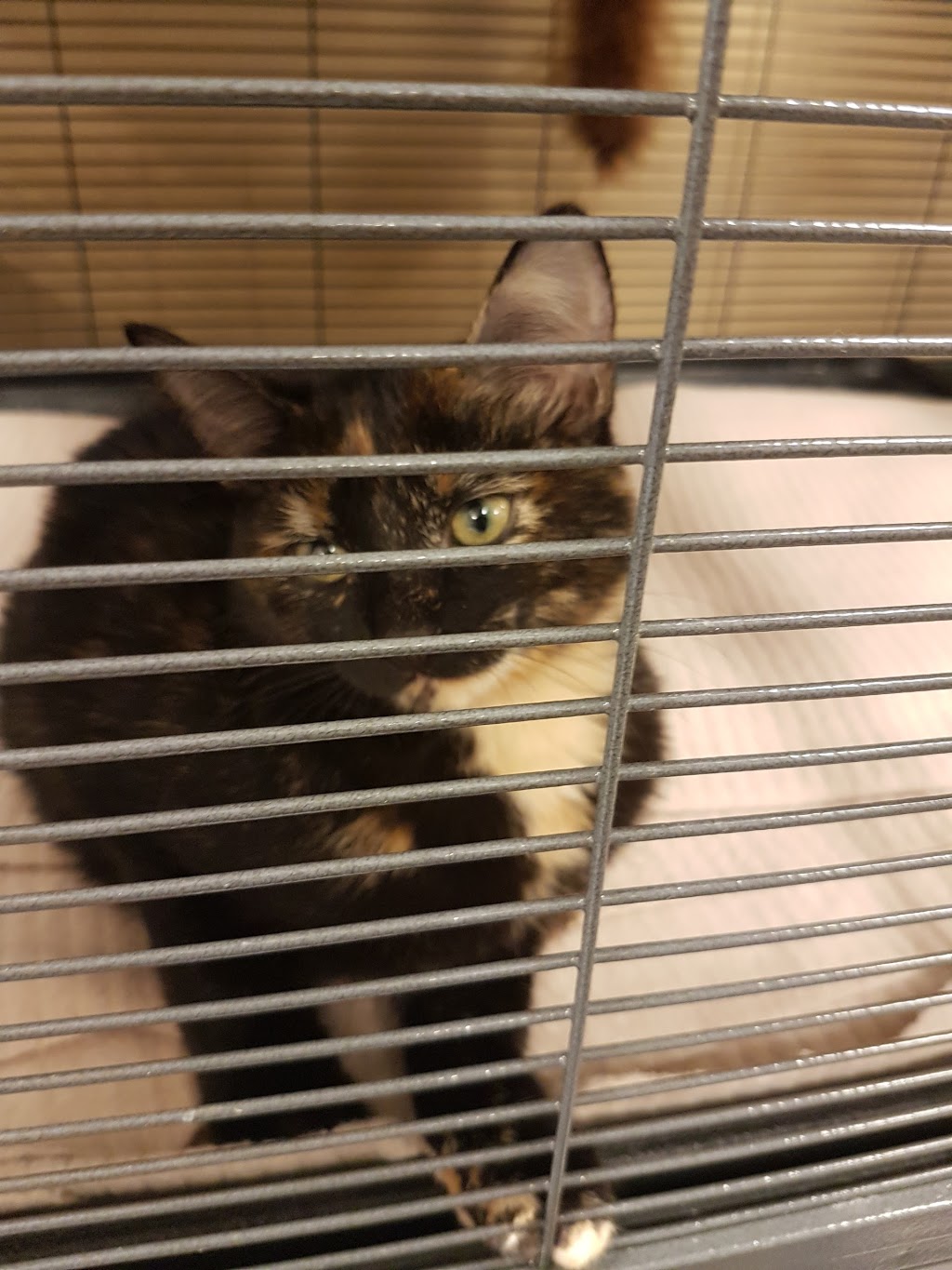 PetSmart | 13239 Yonge St Unit C1, Richmond Hill, ON L4E 1B6, Canada | Phone: (905) 773-0959