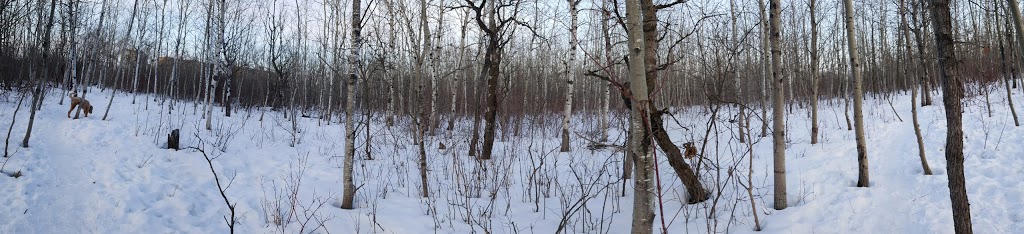 Brenda Leipsic Off-leash Dog Park | Hurst Way, Winnipeg, MB R3T 0W7, Canada | Phone: (877) 311-4974