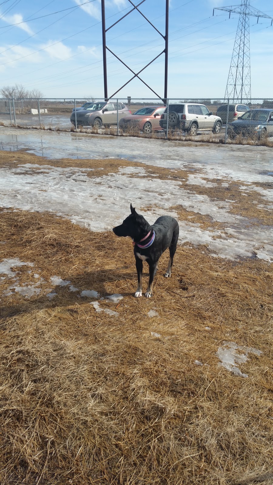Southwest Dog Park | C.N. Yards Management Area, Saskatoon, SK S0K 1V0, Canada