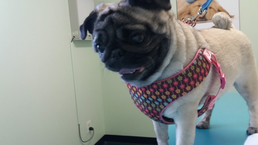 Bridletowne Warden Animal Hospital | 2261 Warden Ave, Scarborough, ON M1T 1V5, Canada | Phone: (416) 491-8706