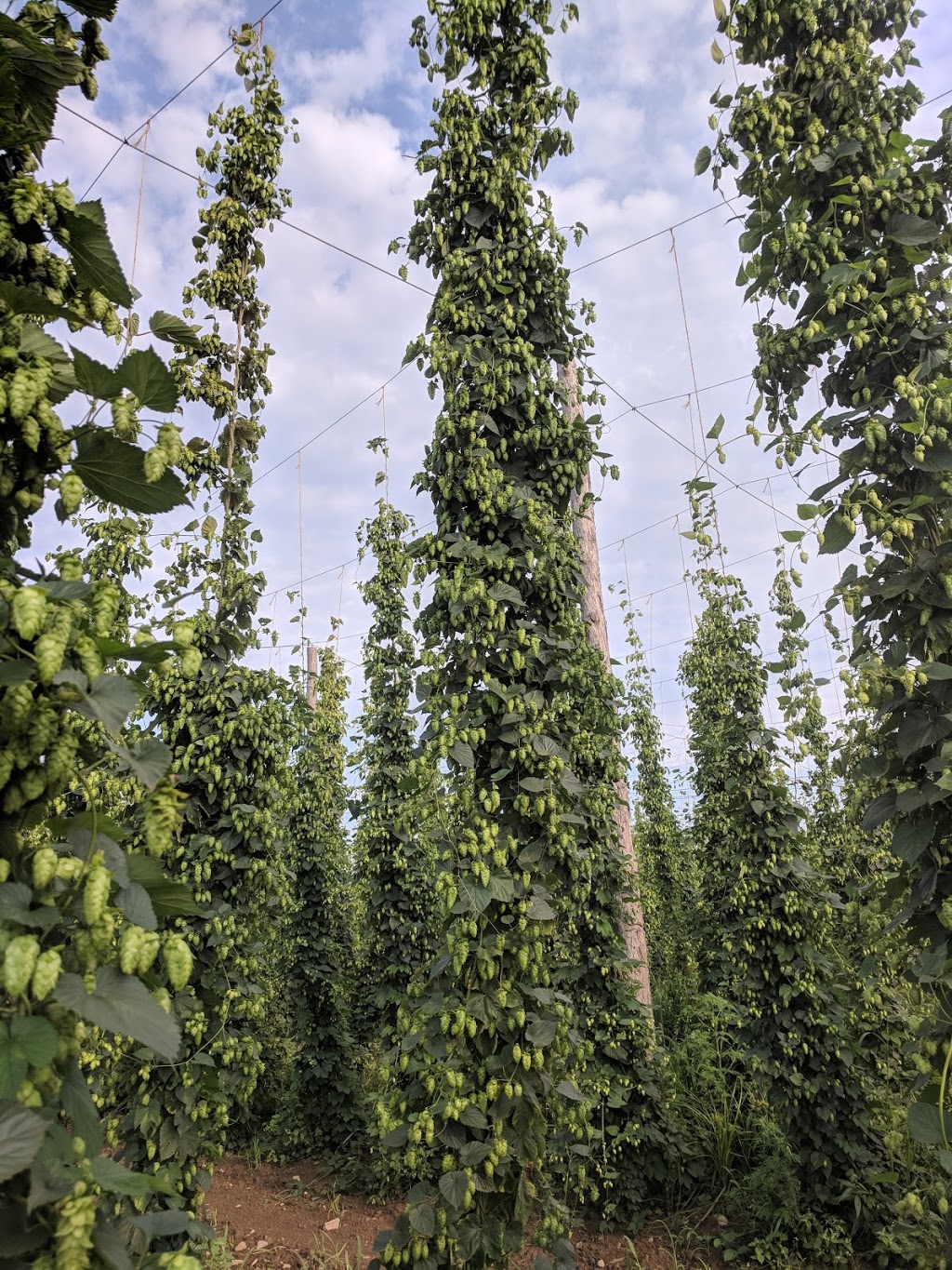 Koester Hops | 3740 School St, Eden, NY 14057, USA | Phone: (716) 374-1987