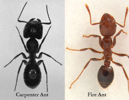 NICE PEST CONTROL | 49 Miramar St, Brampton, ON L6R 2S6, Canada | Phone: (416) 995-9877