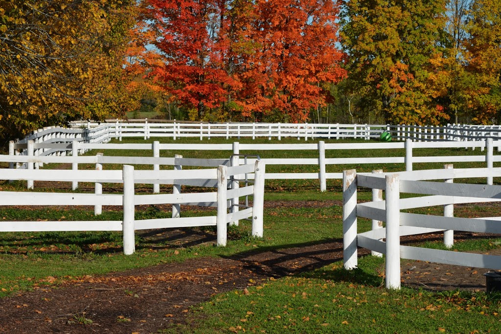 Maplehaven Equestrian centre | 180 Courtland St, Ramara, ON L3V 0K8, Canada | Phone: (416) 732-8408