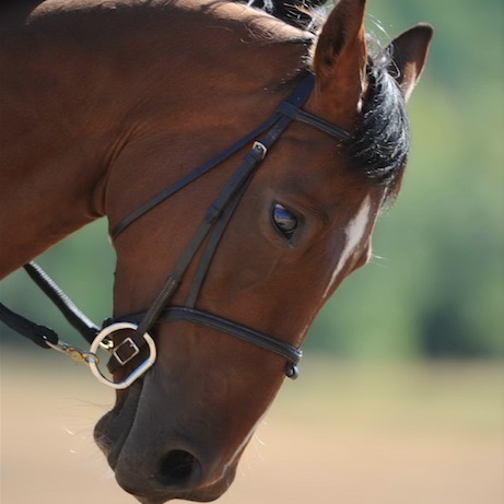 Heart to Heart Farm | 3415 Glenora Rd, Duncan, BC V9L 6S2, Canada | Phone: (250) 597-8902